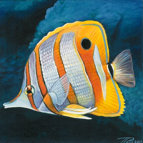 Copperband Butterflyfish, Beautiful Tropical Fish, Fish Paintings, Columbus Zoo, Butterfly Fish, Salt Water Fish, Portrait Series, Beautiful Sea Creatures, Marine Fish