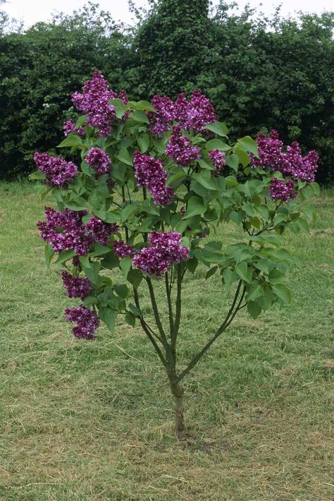 Small Syringa vulgaris 'Mrs Edward Harding' (Lilac) tree Flowering Bonsai, Flowering Bonsai Tree, Tree Doodle, Lilac Tree, Air Purifying Plants, Air Purifying, Tree Seeds, Bonsai Tree, Flower Seeds