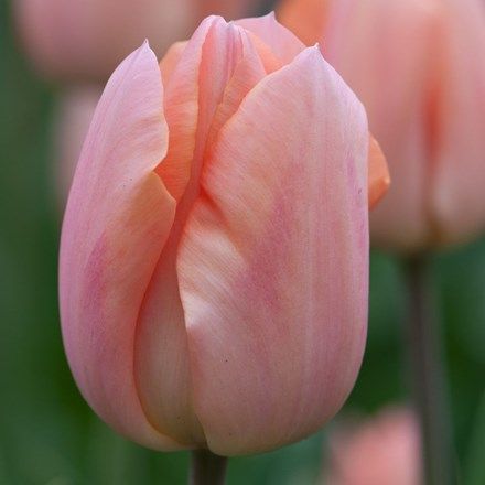 In pot with forget-me-not Tulip Combinations, Bungalow Garden, Tulip Bulbs, Spring Bulbs, Propagating Plants, Garden Care, Pink Tulips, Bulb Flowers, Planting Bulbs