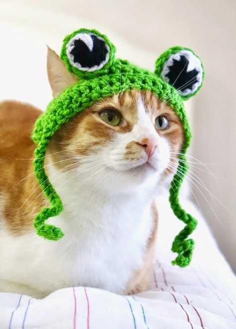 Pumpkin Hat Pattern, Costumes Faciles, Frog Cat, Crochet Pumpkin Hat, Cat Hat Pattern, Mother And Baby Animals, Small Breed Dogs, Crochet Cat Hat, Frog Hat