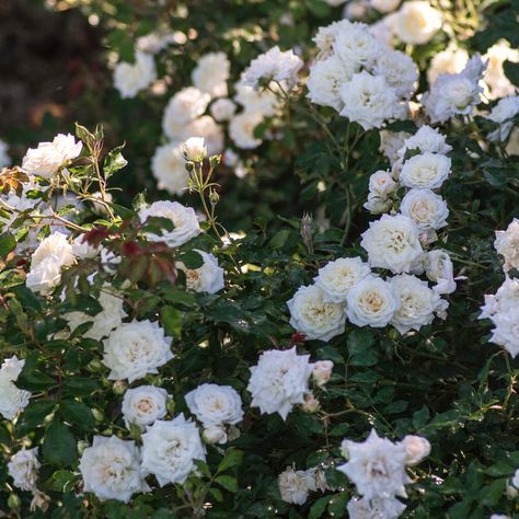 The White Drift® Rose has bright white, fully double blooms perfectly shaped like a miniature rose flower! Rose Diseases, Flower Bed Decor, Low Maintenance Landscaping Front Yard, Drift Roses, Rose Fertilizer, Yard Plants, Miniature Rose, Sustainable Flowers, Wallpaper Flower