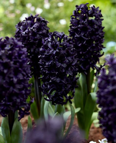 Search: 117 results found for "hyacinth" | Farmer Gracy Farmer Gracy, Hyacinth Bouquet, Botanical Tulip, White Hyacinth, Sky Go, Goth Garden, Magic Witch, Gothic Garden, Witch Garden