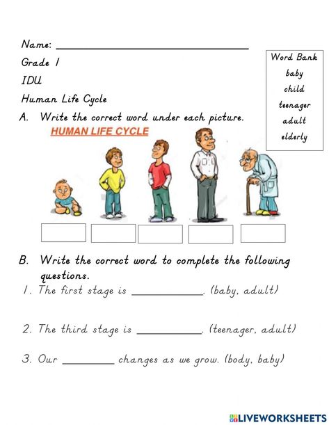 Human Life Cycle Illustration, Life Cycle Worksheet, Human Life Cycle For Kids, Blank Life Cycle Template, Employee Life Cycle Human Resources, Stages Of Human Development, Human Life Cycle, Human Growth And Development, Human Body Worksheets