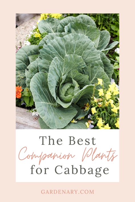 Grow cabbage with your favorite herbs for an extra delicious and successful harvest. Here are the best cabbage companion plants. Grow Cabbage, Best Companion Plants, Planting Tips, Companion Plants, Organic Kitchen, Companion Planting, Kitchen Garden, Trees To Plant, Planting