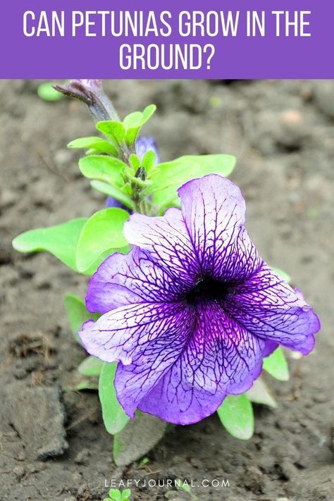 Wave Petunias, Petunia Plant, Petunia Flower, Purple Petunias, Plant Growing, Flower Pots Outdoor, Growing Tips, Clay Soil, Flowering Plants