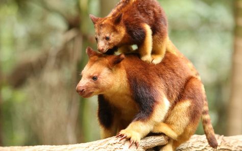 Weird Mammals, Tree Kangaroo, Baby Tree, Elephant Shrew, Australia Animals, Rare Animals, Pet Rats, Wildlife Sanctuary, Miniature Animals