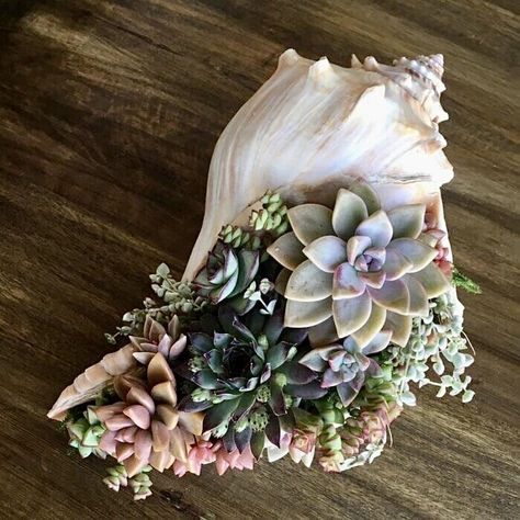 The Visual Vamp on Tumblr Arrangement Floral, Home Floral Arrangements, Colorful Succulents, Easy Care Plants, Succulent Gifts, Succulent Wedding, Succulents In Containers, Unusual Plants, Succulent Garden