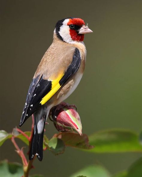 Kosmetyki Mary Kay, European Goldfinch, Northern Africa, Finches Bird, Most Beautiful Birds, Finches, Australian Birds, Bird Watcher, Colorful Bird