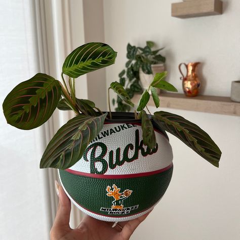 "Elevate your home decor with our exclusive Mini Milwaukee Bucks Basketball Planter! This 5\" wide plastic planter pays homage to Bucks, making it the perfect fusion of sports, plants, and artistry--a must-have for Milwaukee Bucks fans, plant enthusiasts, and admirers of unique art. Product Features: Our Mini Milwaukee Bucks Basketball Planter includes a 5\" wide plastic planter, ready to showcase your favorite plant. This planter fits 4\" plants (the diameter of your plant pot should be 4\"). If you are looking for a larger planter, check out our Original Basketball Planter that fits 6\" plants:  https://www.etsy.com/listing/1248779644/original-basketball-planter-hypebeast. Our planters stand on their own, but a 3\" acrylic stand is also included with your purchase. The removable plastic Nike Basketball Plant, Wall Decor College Apartment, Basketball Gift Ideas, Basketball Planter, Milwaukee Bucks Basketball, Hypebeast Decor, Bucks Basketball, Plastic Planter, Sports Decor