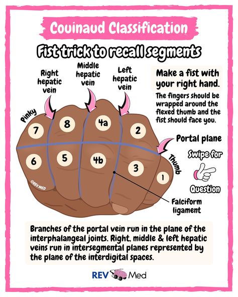 Swipe through this post and see the segmentation of the Liver - read more below! Never regard studying as a duty, but as the enviable opportunity to learn. -Einstein. Keep at it and follow along with us 👉🏼 @rev.med ✅ Couinaud Classification This classification divides the liver anatomy into 8 functionally independent segments. Each segment has its own vascular inflow, outflow, and biliary drainage. *In the center of each segment there is a branch of the portal vein, hepatic artery, and bi... Liver Segments, Liver Anatomy, Nursing School Essential, The Portal, The Liver, Nursing School, Einstein, Anatomy, Nursing