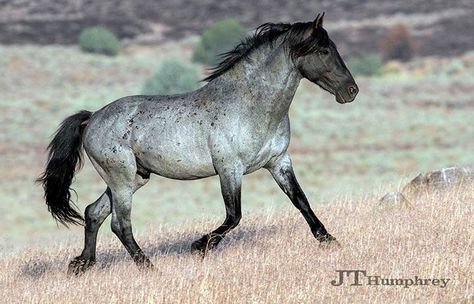 Dappled Blue Roan Horse, Blue Roan Paint Horse, Horses Blue Roan, Blue Roan Mustang, Blue Roan Tennessee Walking Horse, Blue Roan Horse, Mustang Horses Wild, Mustang Horse, Andalusian Horse