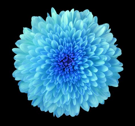 Blue Chrysanthemum Flower, Blue Chrysanthemum, Chrysanthemum Flower, Blue Moon, Beautiful Flower, Leg Tattoos, Chrysanthemum, Pretty Flowers, Wedding Stuff