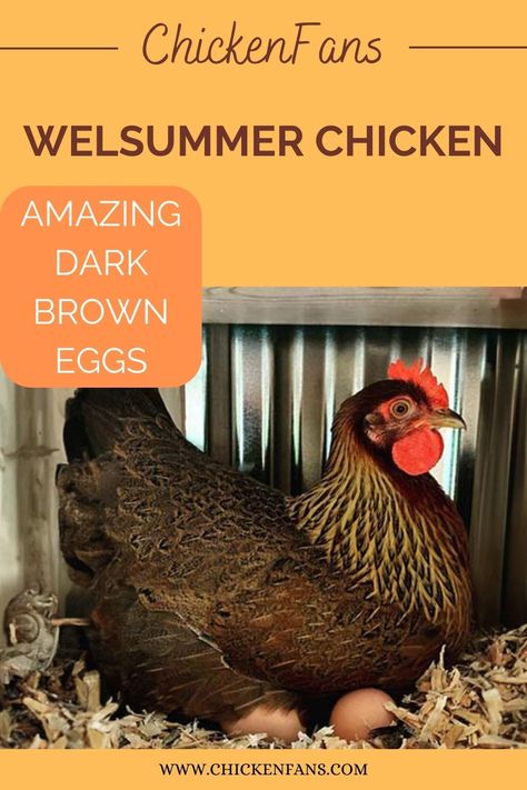 The Welsummer chicken is a true gem among poultry enthusiasts. These magnificent birds have captured hearts worldwide with their royal appearance and exceptional egg-laying abilities. With their vibrant colors, chocolate-colored eggs, and friendly disposition, the Welsummers are a delightful addition to any flock. Welsummer Eggs, Welsummer Chicken, Chicken Colors, Molting Chickens, Chicken Raising, Backyard Coop, Rhode Island Red, Colored Eggs, Egg Production