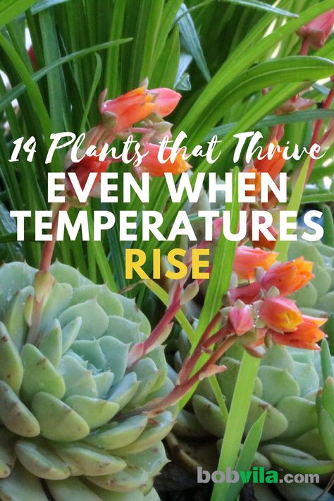 Check out these 14 plants that don't mind the heat and sun. Heat Tolerant Plants, Landscape Curbing, Fragrant Garden, Bob Vila, Best Plants, Easy Landscaping, Yard Design, Garden Of Eden, Perennial Garden