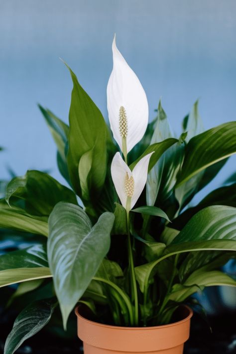 Want your peace lily to blossom with stunning flowers? Discover tried-and-true methods to trigger beautiful blooms! This comprehensive guide walks you through key tips to create the ideal environment for your peace lily to thrive. From light requirements to the best watering techniques, every detail counts! Whether you're a seasoned plant lover or a beginner, these simple tricks will have your peace lily flowering like never before. Get ready to enjoy vibrant blooms and transform your space into a mini garden paradise! Lilly Plants, Peace Lily Flower, Peace Lillies, Peace Lilies, Garden Paradise, Stunning Flowers, Lily Bloom, Peace Lily, Photosynthesis