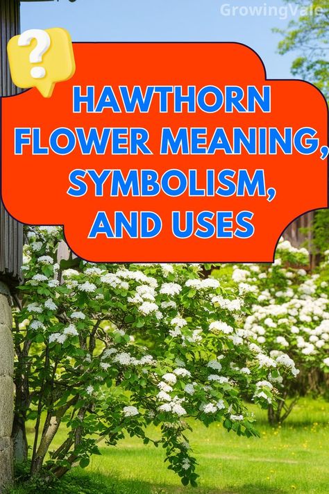 Hawthorn Flower Meaning May Birth Flower Hawthorn, Hawthorne Flower Meaning, Heather Flower Meaning, Hawthorn Magical Properties, Hawthorne Flower, Hawthorn Flowers, Herbal Preparations, Herbal Benefits, Hawthorn Flower