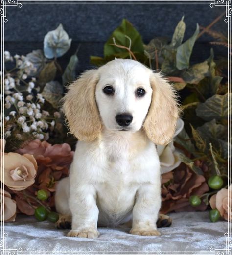 Available Dachshund Puppies for Sale | Down Home Dachshunds Cream Dachshund Puppy, Cream Dachshund Long Hair, Puppies For Sale Near Me Free, Mini Long Haired Dachshund, English Cream Dachshund, Mini Doxie, Long Haired Miniature Dachshund, Cream Dachshund, Blue Dachshund