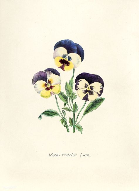 Antique illustration of Viola tricolor linn | free image by rawpixel.com Vintage Violet Illustration, Viola Tricolor Illustration, Viola Tricolor, Pansies Drawing, Pansy Illustration, Floral Map, Free Watercolor Flowers, Viola Flower, Antique Illustration