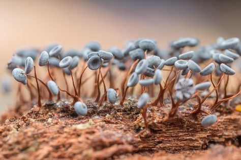 Fungi Reference, Spore Druid, Mushroom Lamps, Slime Mold, Microscopic Photography, Lichen Moss, Weird Plants, Slime Mould, White Mushrooms