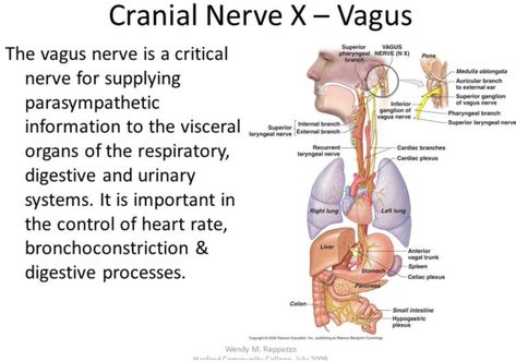 Improving vagal tone | The Well: bodymindheartspirit Vagus Nerve Healing, Nervus Vagus, Polyvagal Theory, Brain Nerves, Gentle Leader, The Vagus Nerve, Belly Breathing, Healing Session, Chronic Back Pain