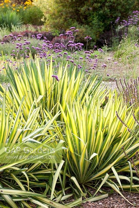 Yucca filamentosa Golden Sword with Verbena bonariensis Adams Needle Yucca Landscaping, Landscape Courtyard, Yucca Filamentosa, Deer Resistant Garden, Verbena Bonariensis, Yucca Plant, Yellow Plants, Play Yard, Plant Photography