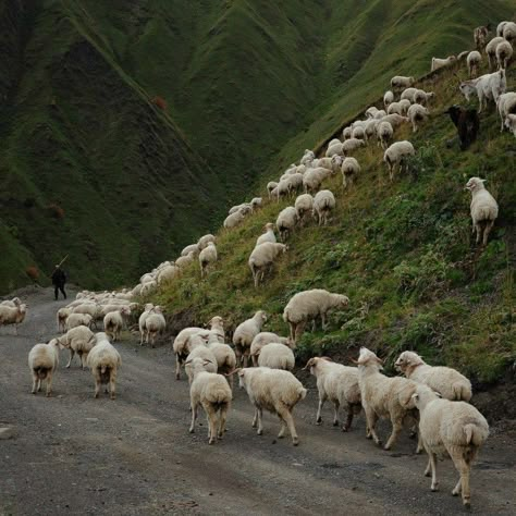 Shepherd Witch House, Farm Life, Mother Earth, Mother Nature, Goats, Sheep, Nature Photography, Witch, Cute Animals