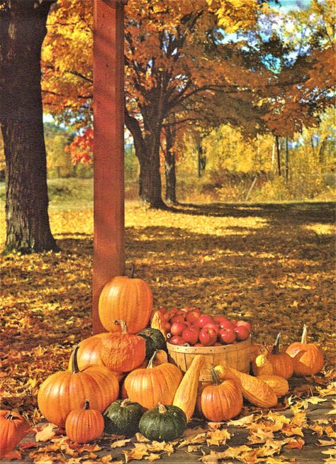 Turn Of The Century Aesthetic, Vintage Thanksgiving Aesthetic, Tis Autumn, Country Autumn, Autumn Country, Fall Harvest Party, Retro Autumn, Fall Images, Autumn In New York