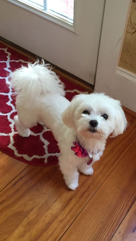 Maltese Puppy Cut, Maltese Dogs Haircuts, Maltese Haircut, Cats Tips, Puppy Haircut, Chien Shih Tzu, Maltipoo Dog, Poodle Haircut, Maltese Poodle