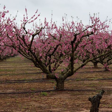 Peach Tree Aesthetic, Peach Blossom Tree, Tree Grove, Peach Tree, June Bug, Peach Trees, Peach Blossom, Blossom Tree, Chinese Dramas