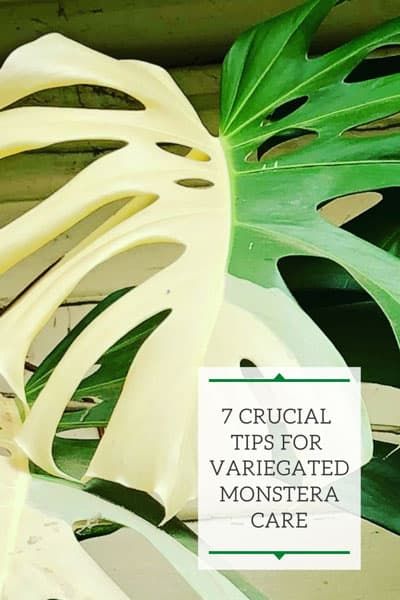 Variegated Monstera Plant, Horticulture Education, Monstera Care, White Monstera, Monstera Plant Care, Moon Plant, Variegated Monstera, Dream Plants, Monstera Albo