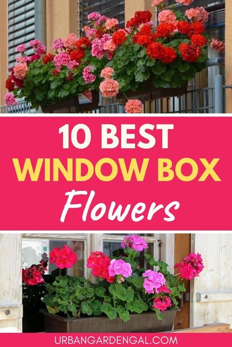 Flower Box Ideas For Shade, Perennial Window Boxes, Window Flowers Indoor, Flowers To Put In Planters, Window Box Full Sun, Best Plants For Planter Boxes, Flower Box Decor, Roses In Window Boxes, Shady Window Box Ideas