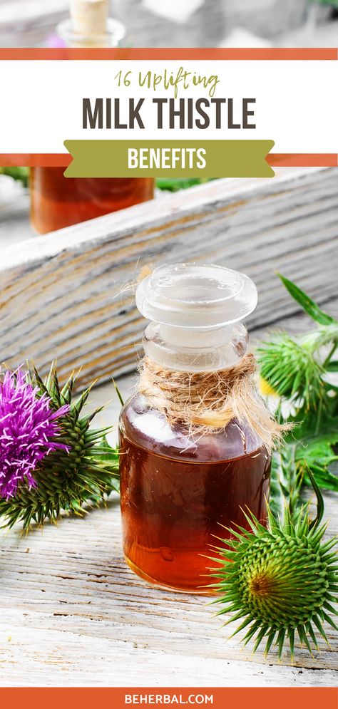 Health Benefits Of Milk Thistle, Milk Thistle Tea Benefits, Milk Thistle Benefits For Women, Survivor Diet, Benefits Of Milk Thistle, Milk Thistle Benefits, Milk Thistle Supplement, Liver Tonic, Benefits Of Milk