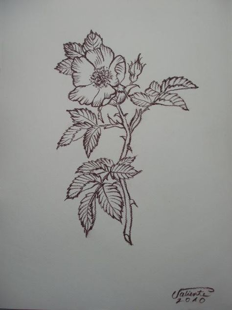 Prim Rose Tattoo, Prim Rose Flower Tattoo, Rosebush Tattoo, Prairie Rose Tattoo, Rosehip Tattoo, Vintage Rose Tattoo, Wild Roses Tattoo, Rose Bush Tattoo, Wildrose Tattoo