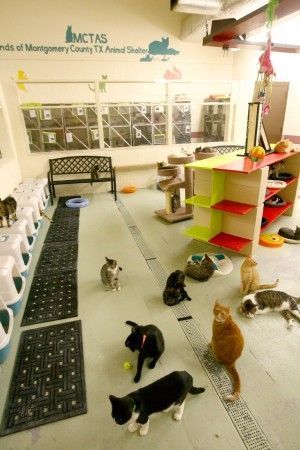 Cats get new place to play at shelter, with ceiling cat highway too! #cats #shelter // Good idea for a cat/kitten room. Cat Highway, Kitten Room, Animal Shelter Design, Cat Kennel, Cat Hotel, Shelter Design, Cat Sanctuary, Pet Hotel, Foster Kittens