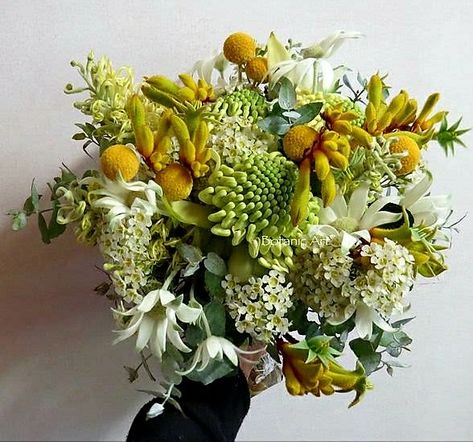 Australian Natives Wedding Bouquet: Yellow Craspedia, Yellow Kangaroo Paw, White Waxflower, White/Green Flannel Flower, Additional Coordinating Florals & Foliage Kangaroo Paw Bouquet, White Waratah, Trailing Bouquet, Native Wedding, Hand Tied Bridal Bouquet, Paw Wax, Floral Vases, Australian Wildflowers, Flannel Flower