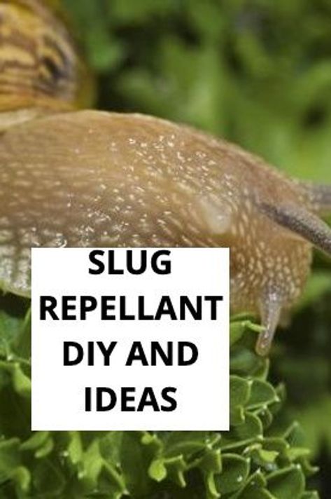 Do you have slugs in your garden and don't know how to get rid of them? We've found a great resource for you! Read this article for slug repellant ideas! "Definitely don’t crush or stomp on snails as this releases any eggs they’re carrying into the soil beneath, where they’ll hatch out at a later date. Also, don’t feed them to your chooks. Our lovely chook expert Jessamy Miller says snails and slugs can be a vector for tapeworm and pass it on to chooks." Snail Bait Homemade, Slug Repellant, Organic Plant Food, Organic Gardening Pest Control, Snails In Garden, Organic Garden, Citrus Trees, Herbs Indoors, Organic Gardening Tips