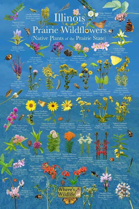 Native Illinois Plants, Prairie Yard, Illinois Wildflowers, Prairie Wildflowers, Native Plant Landscape, Prairie Planting, Native Gardens, Prairie Flower, Cardinal Flower