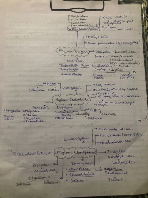 Animal Kingdom Notes Class 11, Animal Kingdom Notes, Handmade Notes, Biology Class 11, Class 11 Biology, A Level Biology, Short Notes, Marine Sea, Class 11