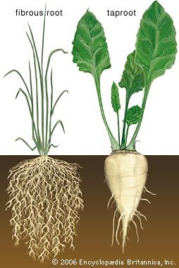 In botany, that part of a plant normally underground. Its primary functions are anchorage of the plant, absorption of water and dissolved minerals and conduction of these to the... Taproot And Fibrous Root, Fibrous Root, Dollar Plant, Plant Physiology, Planting For Kids, Kids Homework, Sugar Beet, Plant Science, Scientific Name