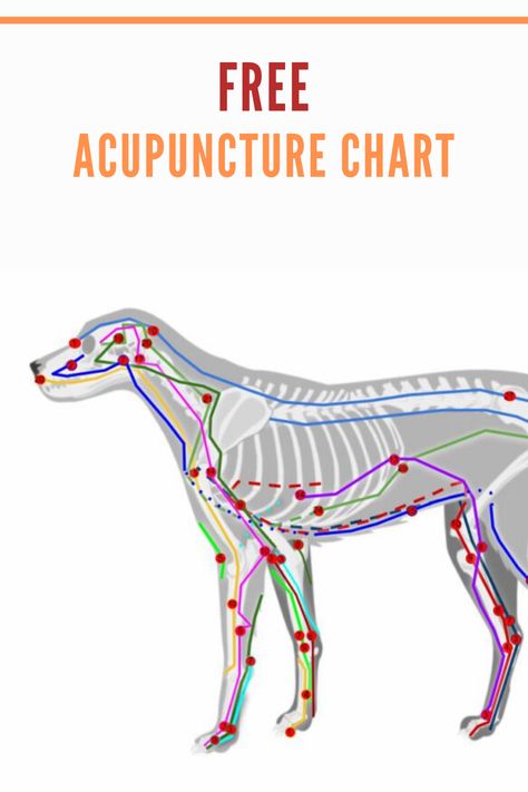 Download your free Acupuncture Chart for dogs and explore the trajectory of the canine meridians and the most important acupuncture points. #dog #canine #acupuncture #tcm #acupressure Dog Acupressure Points, Dog Acupuncture, Veterinary Acupuncture, Accupuncture Points, Acupressure Chart, Acupuncture Charts, Acupuncture Points Chart, Meridian Lines, Vet Life