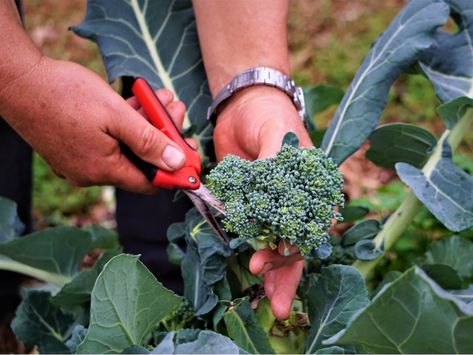 Harvesting Broccoli, Fall Garden Planting, Pruning Hydrangeas, Growing Strawberries, Food Business, Growing Roses, Better Homes And Garden, Plant Cuttings, Vegan Protein