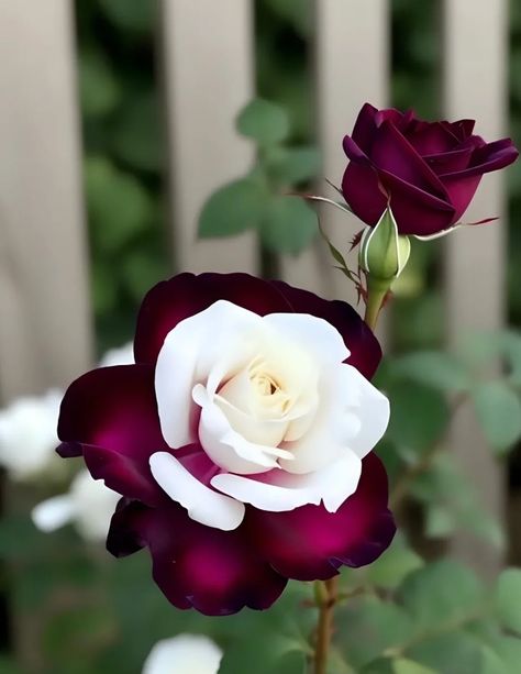 Rose Cultivation, Pink Rose Pictures, Red Rose Pictures, Rare Roses, White And Pink Roses, Rose Flower Pictures, Beautiful Flowers Photography, Flowers Photography Wallpaper, Beautiful Flowers Photos