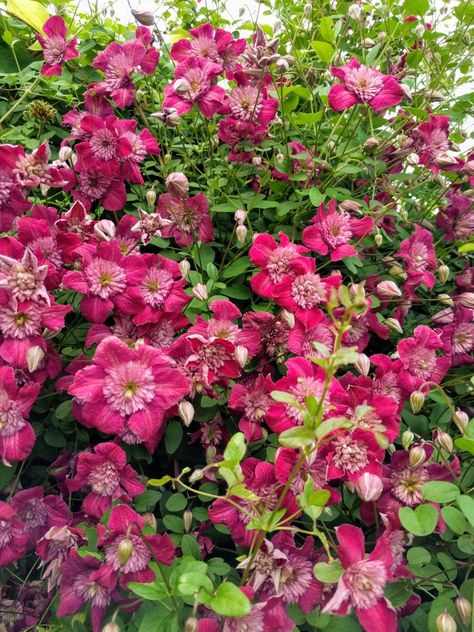 Clematis "Avant-Garde Festoon" - My Montana Garden Montana Garden, Clematis, Montana, Plants, Avant Garde