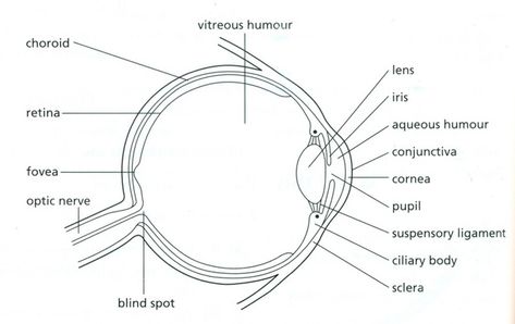 Picture Structure Of Eye, Human Eye Diagram, Eye Diagram, Igcse Biology, Biology Drawing, Eye Structure, Parts Of The Eye, Human Anatomy And Physiology, Biology Notes