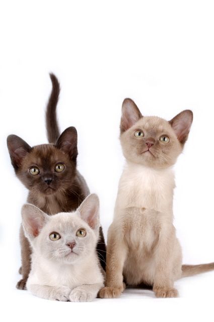 Brown, Lilac & Chocolate Burmese kitties / Definitely, I want a Burmese kitty! European Burmese, Burmese Cats, Burmese Kittens, Kitten Breeds, Burmese Cat, Söt Katt, Cat Breed, Domestic Cat, Cute Cats And Kittens