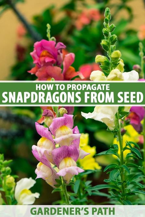 Snapdragons are easily recognizable garden blooms that often have a prominent place in cut flower bouquets. If you want to add these colorful, unique plants to your garden, try starting them from seed yourself! Learn how to propagate snapdragons from their tiny seeds now on Gardener's Path. #snapdragon #gardenerspath Growing Plants From Seeds, Perennial Garden Plans, Colonial Garden, Green Backyard, Hardiness Zones, Flower Shapes, Sweet Fragrance, Bloom Where You Are Planted, Garden Help