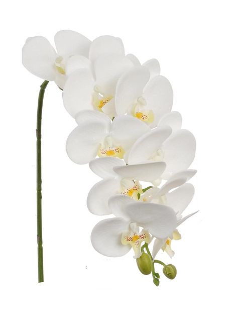 Introducing the White Silk Phalaenopsis Orchid Stems - adding grace to your floral displays! Key Features: 🌸 Pack of 3 and Each stem stands at 31 inches, offering a majestic presence in any arrangement. ⚪ Features realistic silk flowers and fresh green buds for a lifelike appearance. 🏡 Ideal for embellishing home decor, events, and floral designs with elegance and purity. Enhance your floral creations with the White Silk Phalaenopsis Orchid Stem - epitomizing beauty and refinement! White Phalaenopsis Orchid, Floral Creations, Topiary Trees, Grace To You, Phalaenopsis Orchid, Artificial Flower Arrangements, Floral Display, Fresh Green, White Silk