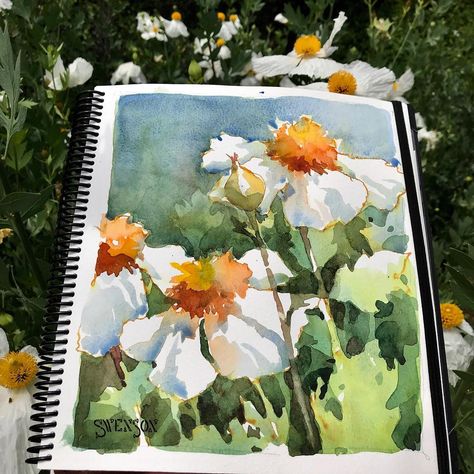 Brenda Swenson, Matilija poppies Brenda Swenson Watercolors, Matilija Poppies, Brenda Swenson, Matilija Poppy, Botanical Sketchbook, Color Pencil Illustration, Watercolor Journal, Watercolour Inspiration, Galaxy Painting