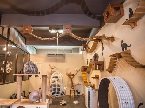 Cat Cafe Layout, Cat Cafe Aesthetic Interior, Cat Cafe Design, Cat Cafe Interior Design, Pet Cafe Interior, Cat Cafe Food, Cat Cafe Ideas, Japanese Cat Cafe, Cat Cafe Interior