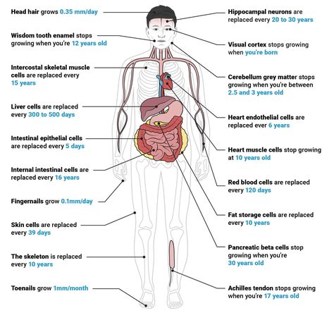 Our bodies are continually regenerating from our inborn self-healing capacity. Daily health habits help you rejuvenate to reach your personal Peak Health Potential! ~ Dr. Dan Davidson, BackResort.com Medical Facts, Heart Muscle, Body Cells, Cell Therapy, Skeletal Muscle, Cell Regeneration, Cleanse Your Body, Body Balance, Health Habits